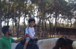 AT TERAPİ
